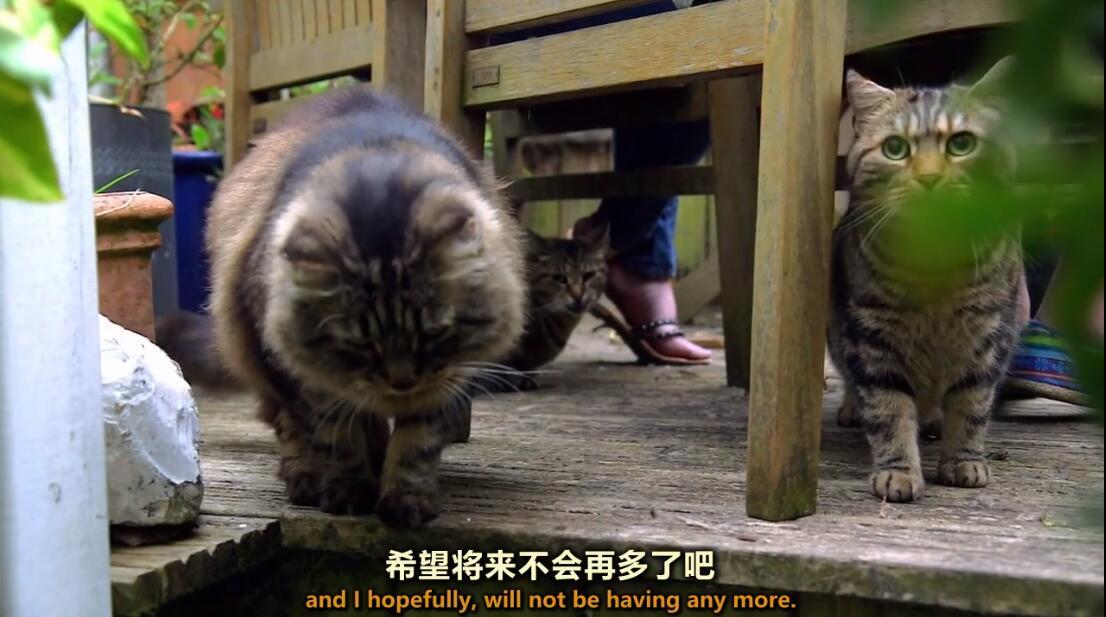 【英语中英字幕】猫奴必看，动物世界纪录片：《喵言猫语》 全1集 高清720P图片 No.4
