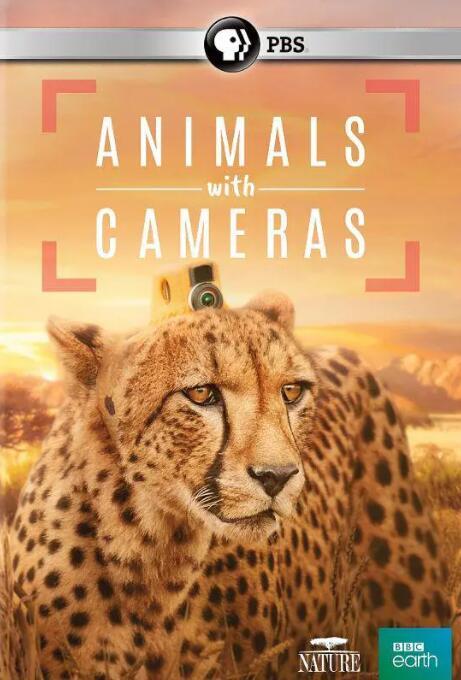 【英语中英字幕】bbc纪录片：假如动物会摄影（动物摄影师） Animals with Cameras 全3集合辑版 高清1080P图片