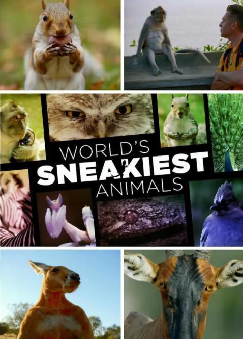 【英语中英字幕】动物世界纪录片：bbc 世界上最狡猾的动物 World’s Sneakiest Animals (2016) 高清1080P图片