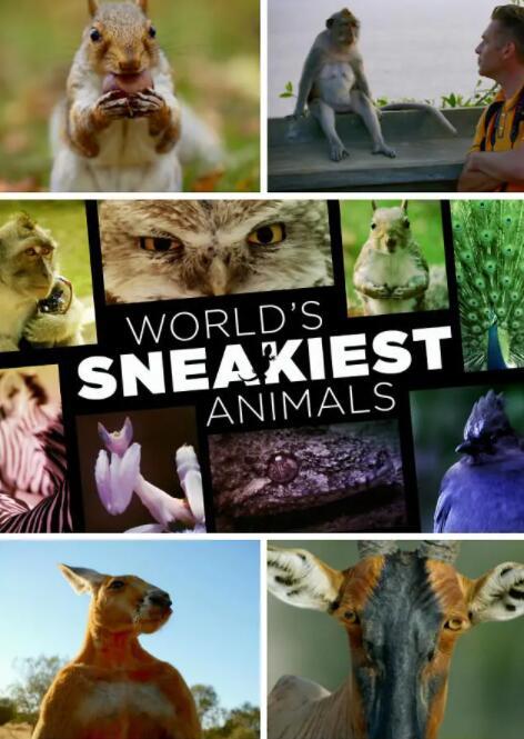 【英语中字】BBC动物世界纪录片：世界上最狡猾的动物 World’s Sneakiest Animals (2015) 全3集 超清1080P图片