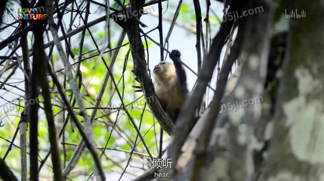 【英语中英字幕】动物世界纪录片：走进哥伦比亚野生世界 Into the Wild Colombia 全5集超清1080P图片 No.1