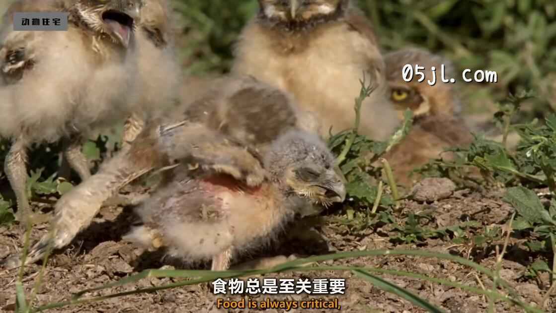 【英语中英字幕】bbc动物世界纪录片-自然世界：动物之家 The Natural World: Animal House (2011) 全1集 超清1080P图片 No.2