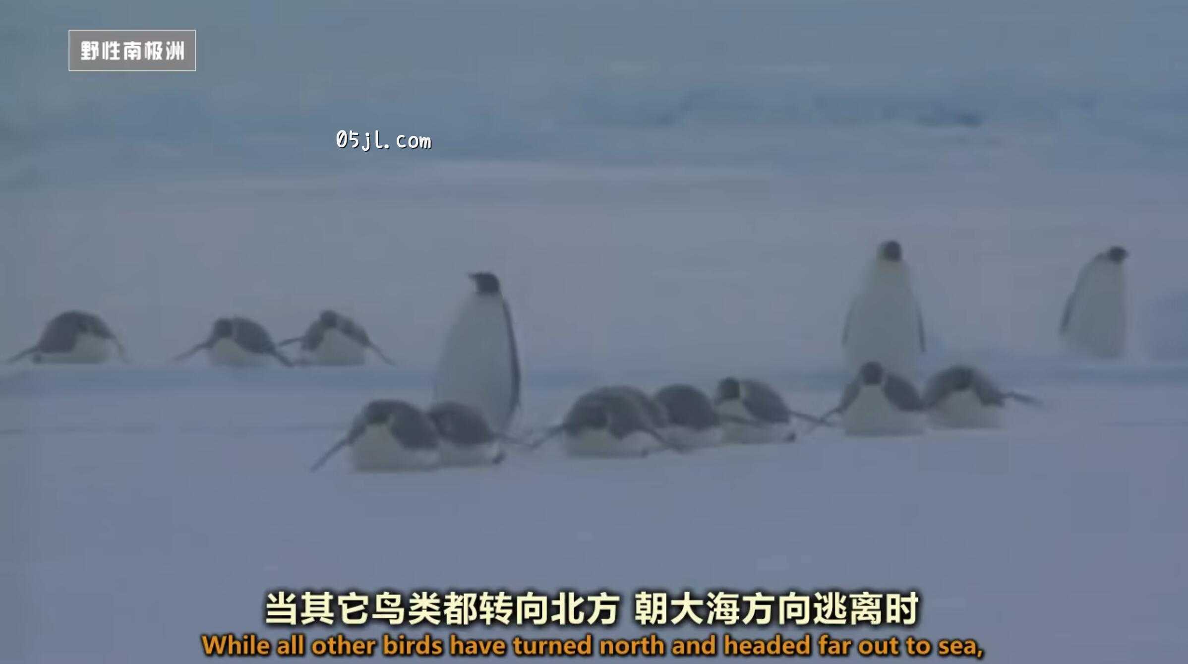 【英语中英字幕】国家地理：野性南极洲之 迎接冬季的帝企鹅 Wild Antarctica – Emperor Penguins Facing Winter 全1集 超清720P下载图片 No.2