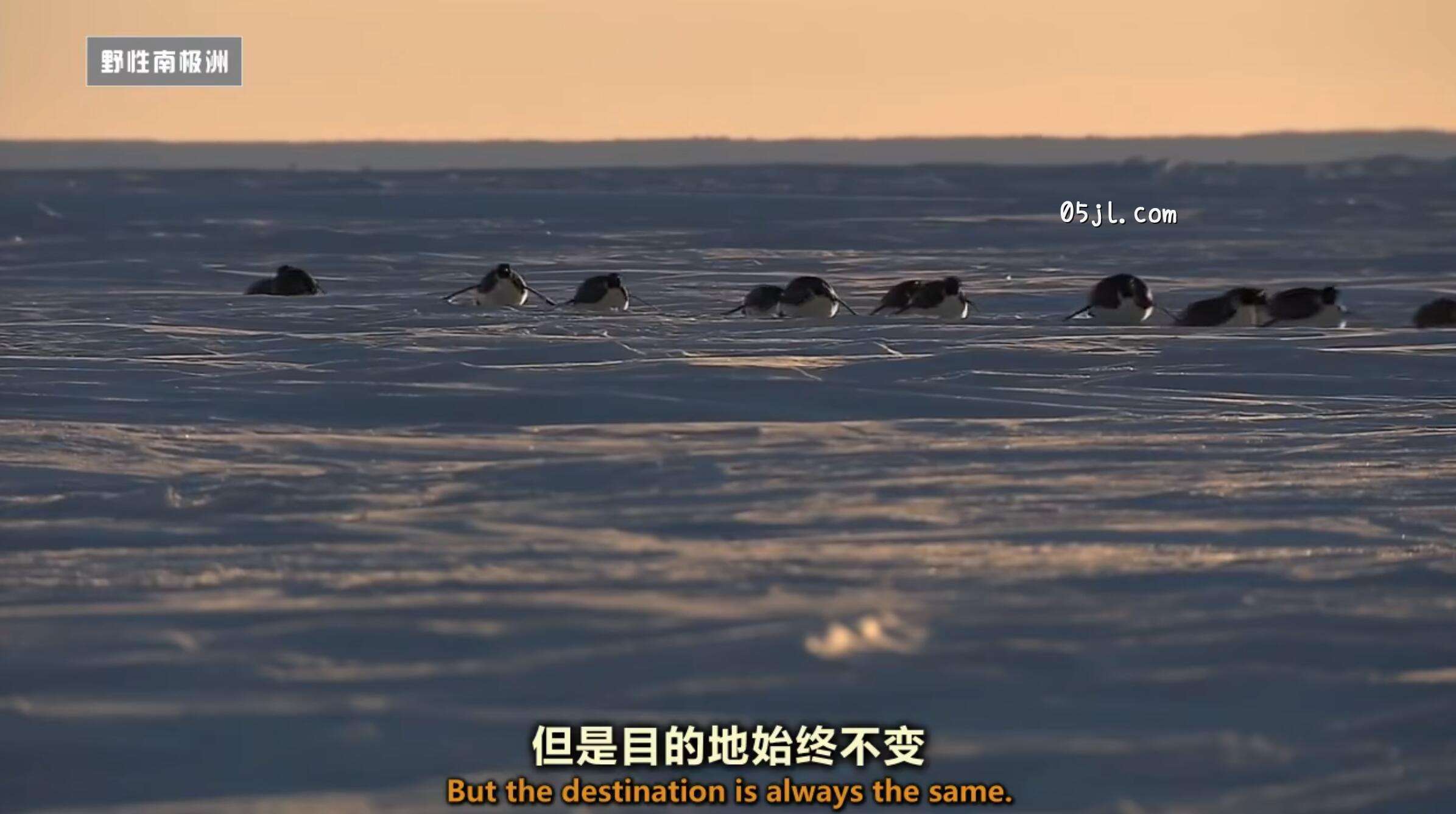 【英语中英字幕】国家地理：野性南极洲之 迎接冬季的帝企鹅 Wild Antarctica – Emperor Penguins Facing Winter 全1集 超清720P下载图片 No.3