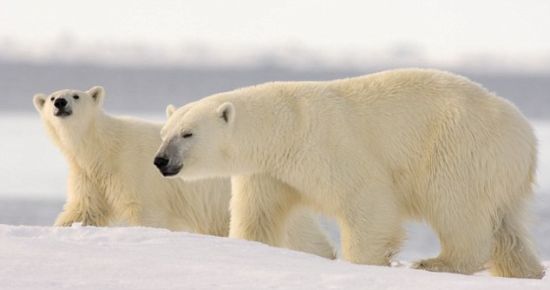 BBC 阿拉斯加:地球上的冰冻王国 Alaska: Earth’s Frozen Kingdom 1-3高清全集图片