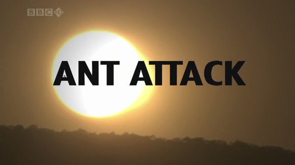BBC自然世界：蚂蚁攻击 Natural World: Ant Attack 高清720P图片