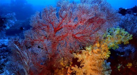 [720p国英双语]Discovery 深蓝II：丰富的珊瑚礁 Equator: Reefs of Riches 百度网盘图片