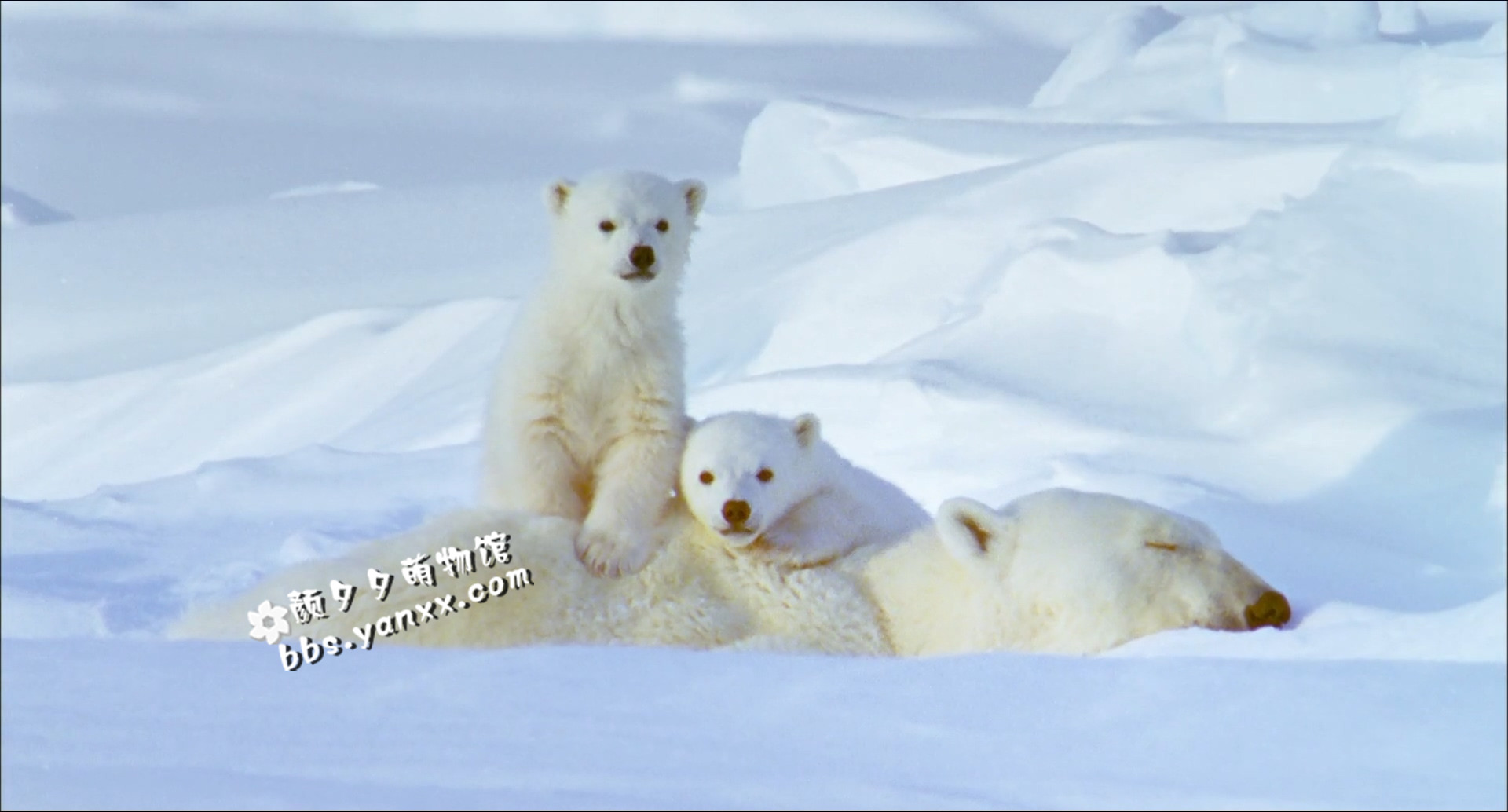 [国法双语]动物世界纪录片：bbc-白色星球 La planète blanche 全1集高清1080P下载图片 No.2