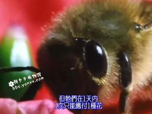 [国语中字]探索昆虫的奇妙世界：BBC纪录片-昆虫帝国 全6集下载图片 No.4